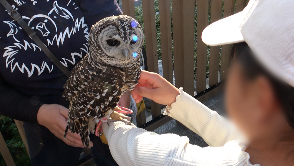 ふくろうと記念撮影する女の子1